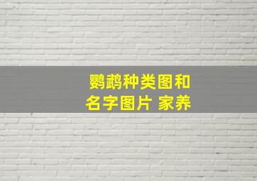 鹦鹉种类图和名字图片 家养